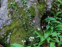 Vereinzelte Blüten vor Buchenstamm mit Moos und Efeu